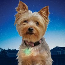 Nite Ize PetLit Collar Light Jewel - Lime